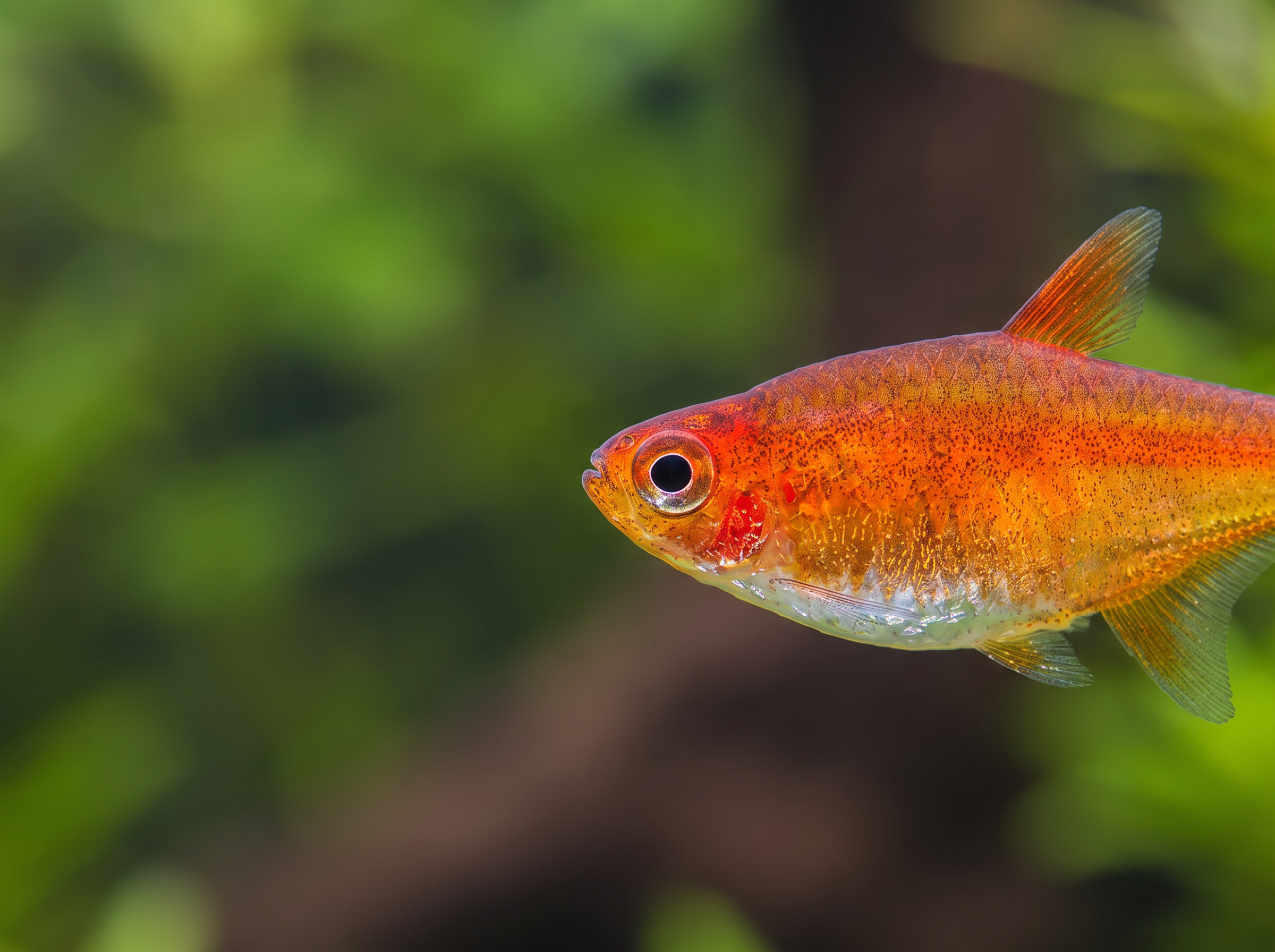 How to Design a Planted Aquarium Around Color, Movement, and Scale